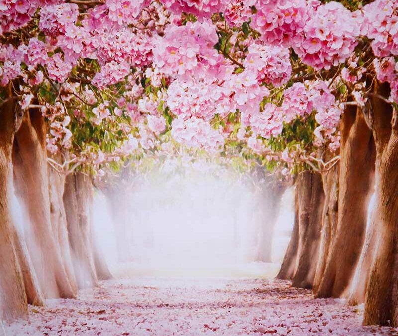 Hintergrund Rosa Bäume
