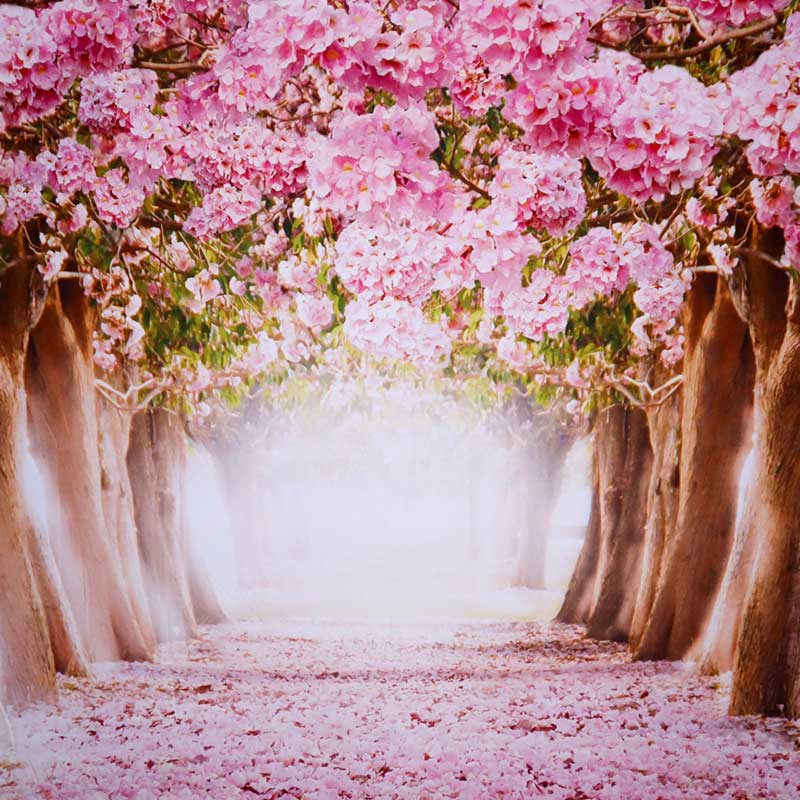 Hintergrund Rosa Bäume